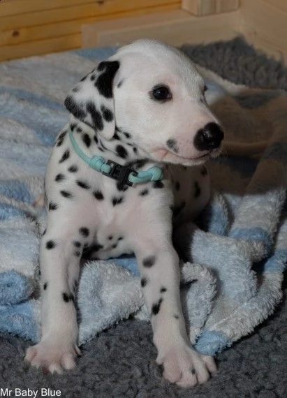 cucciolo maschio e cucciolo femmina di dalmata | Foto 0