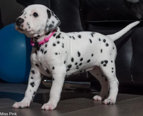 sono disponibili cuccioli di dalmata