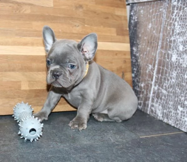 puri cuccioli di bouledogue francese blue | Foto 1