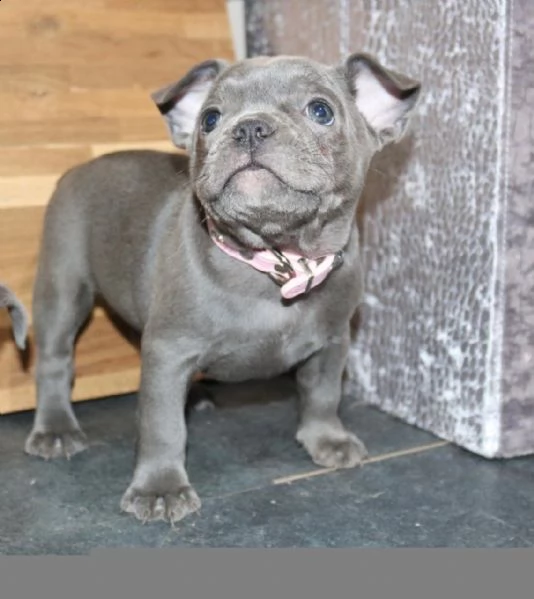 puri cuccioli di bouledogue francese blue | Foto 0
