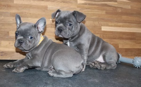 puri cuccioli di bouledogue francese blue