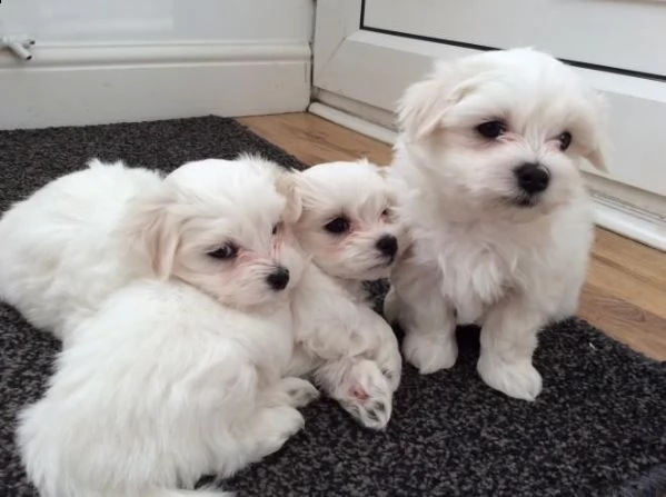 cuccioli di maltese toy offro in regalo    