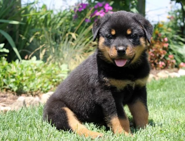 regalo cuccioli dal pelo corto rottweiler