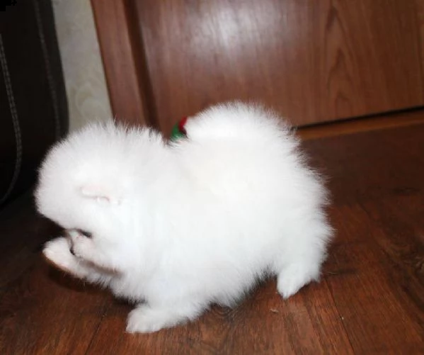cuccioli di spitz di pomerania toy