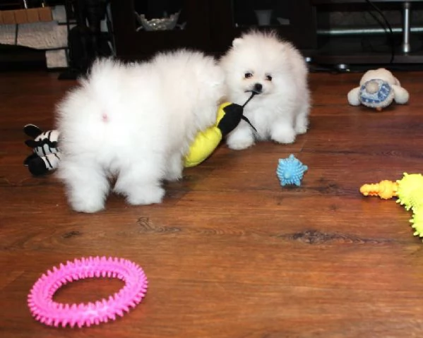 cuccioli di spitz di pomerania toy | Foto 0