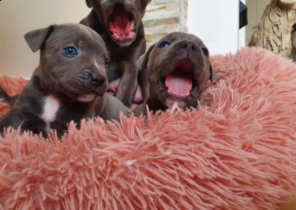 disponibili di staffordshire blue amstaff | Foto 0