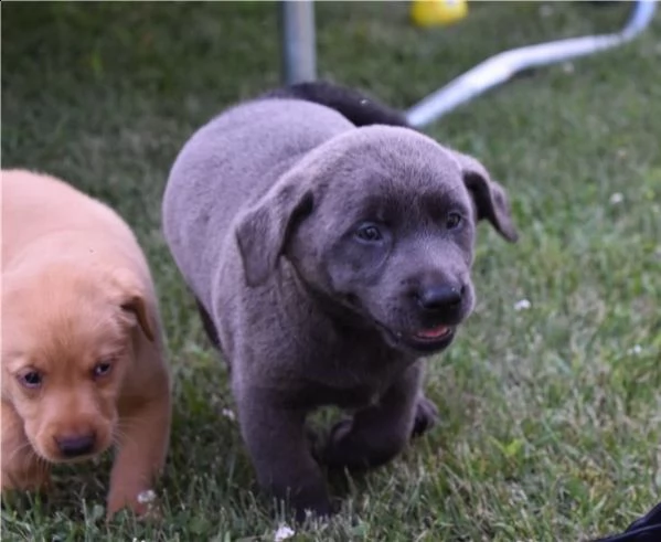 cuccioli labrador chocolate e nero con pedigree