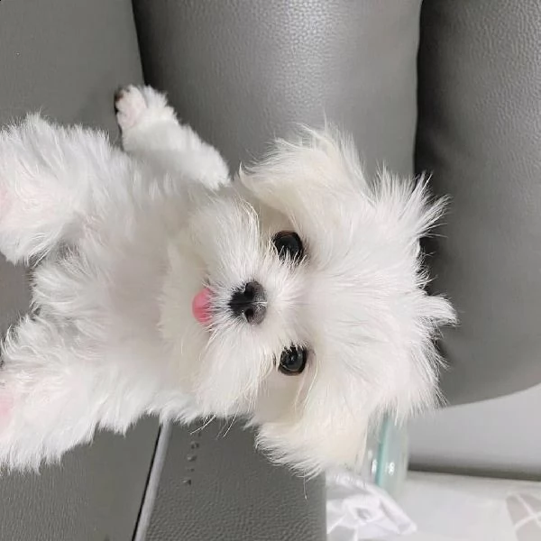 maltese mini....
