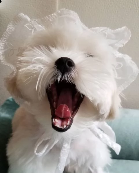 maltese toy**** | Foto 0