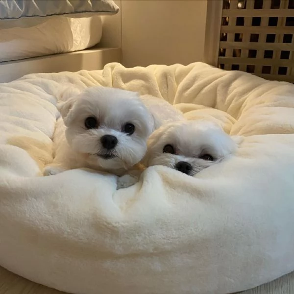 2 maltese  maschio e femmina 200euro | Foto 0