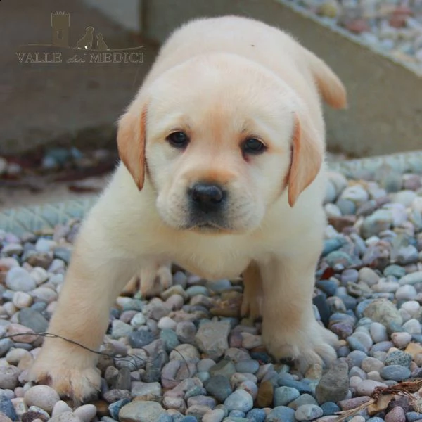 vendita cucciolo cuccioli di labrador cresciuti in casa vari colori