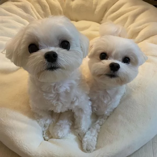 2maltese nano maschio e femmina 200euro