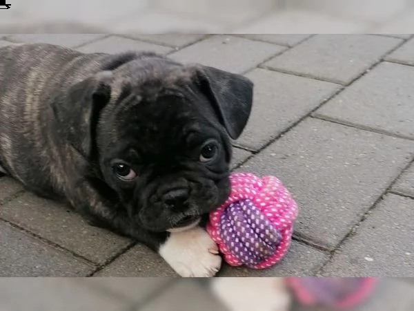 4 cuccioli bulldog francesi per una famiglia amorevole