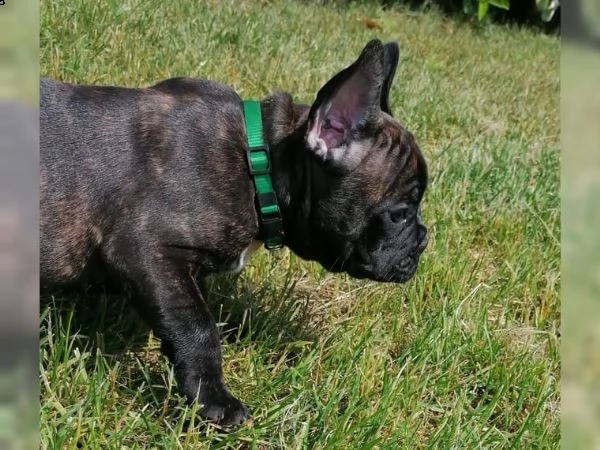 4 cuccioli bulldog francesi per una famiglia amorevole | Foto 1