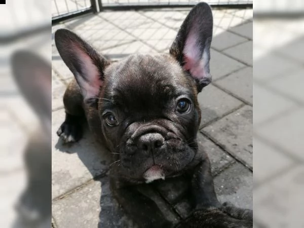 4 cuccioli bulldog francesi per una famiglia amorevole | Foto 0