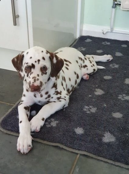 maschio e femmina dalmata