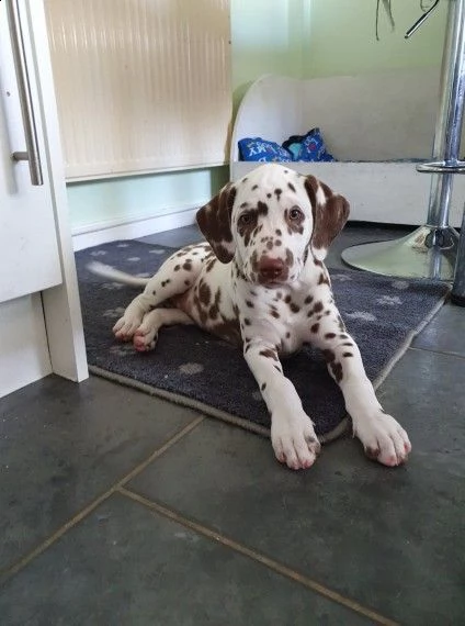 maschio e femmina dalmata | Foto 0