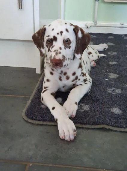 cuccioli di dalmata razza pura