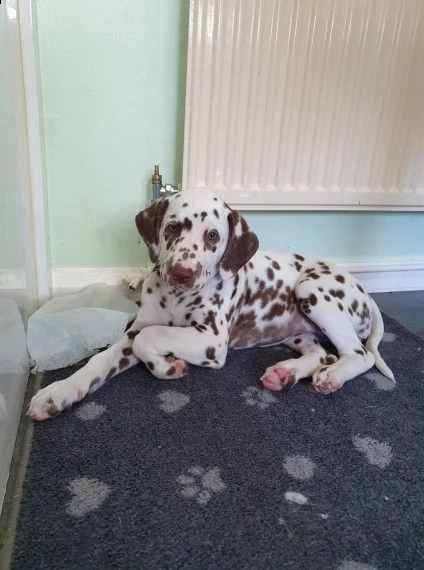 cuccioli di dalmata razza pura | Foto 0
