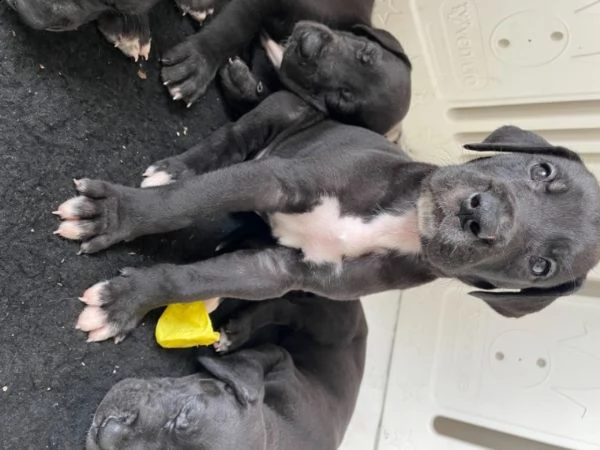 cuccioli di alano blue | Foto 1