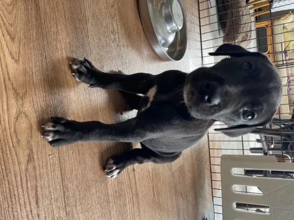 cuccioli di alano blue | Foto 0