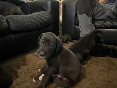 cuccioli di alano blue