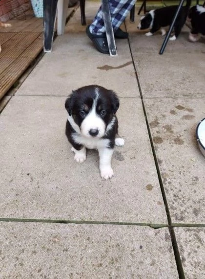 splendidi cuccioli border collie | Foto 1