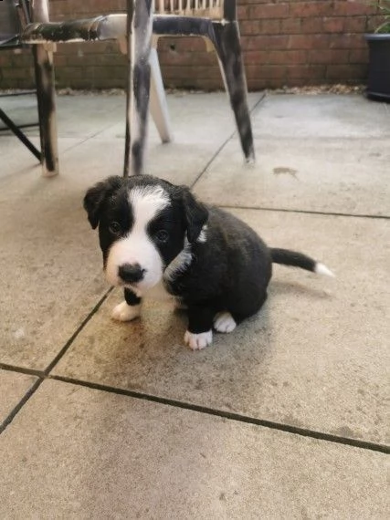 splendidi cuccioli border collie | Foto 0