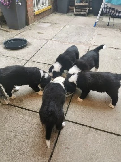 splendidi cuccioli border collie