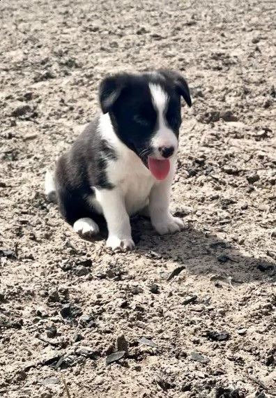 border collie cuccioli  | Foto 1