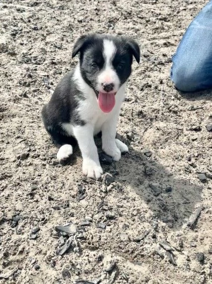 border collie cuccioli  | Foto 0