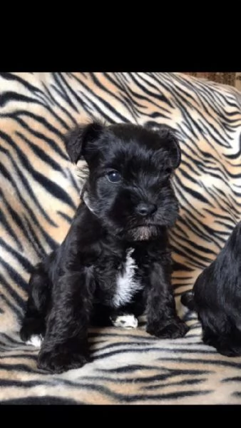 cuccioli schnauzer miniatura di 3 mesi | Foto 1