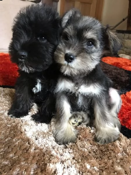 cuccioli schnauzer miniatura di 3 mesi