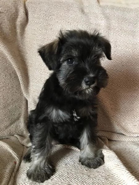 cuccioli schnauzer miniatura di 3 mesi | Foto 0