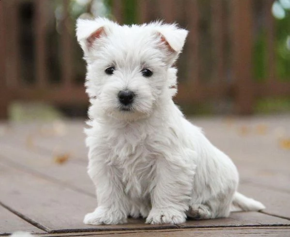  regalo adorabili cuccioli west highland terrier bianco femminucce e maschietti