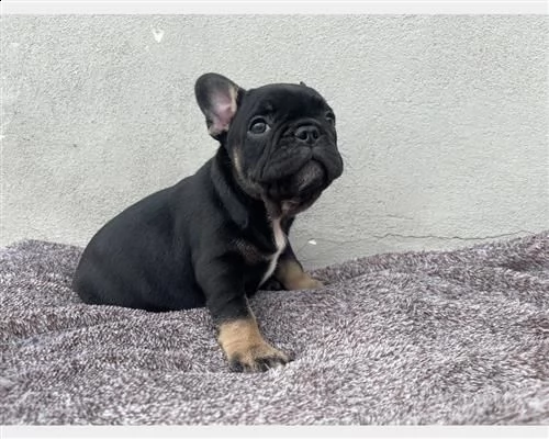 vendita cucciolo vendita cuccioli di bulldog francese blu