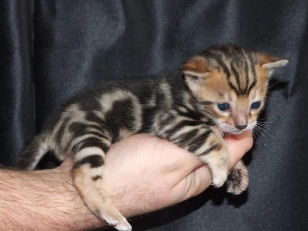 adorabili cuccioli di bengala gattini femminucce e maschietti disponibili per l'adozione gratuita i 