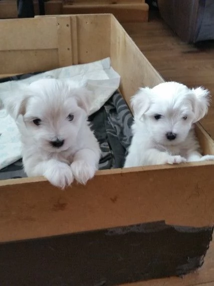 regalo dolci cuccioli maltese per l'adozione