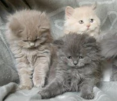 adorabili cuccioli di british shorthair femminucce e maschietti disponibili per l'adozione gratuita 