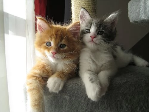 adorabili cuccioli di maine coon gattini femminucce e maschietti disponibili per l'adozione gratuita