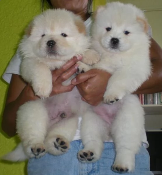 email : ameliajefferson80[at]gmail[.com] adorabili cuccioli di chow chow femminucce e maschietti disponib
