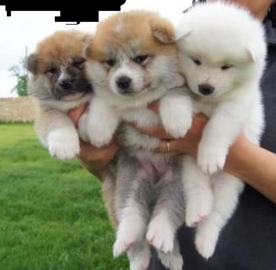 email : ameliajefferson80[at]gmail[.com] disponibili per adozione cuccioli akita inu, molto taglia piccol