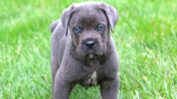 email : ameliajefferson80[at]gmail[.com] adorabili cuccioli di cane corso femminucce e maschietti disponi