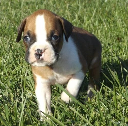 email : ameliajefferson80[at]gmail[.com] adorabili cuccioli di boxer femminucce e maschietti disponibili 