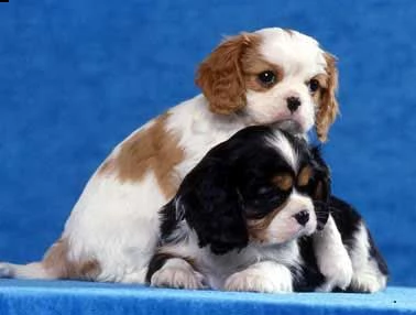 email : ameliajefferson80[at]gmail[.com] adorali cuccioli di cavalier king femminucce e maschietti dispon