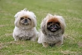 email : ameliajefferson80[at]gmail[.com] adorabili cuccioli di pechinese femminucce e maschietti disponib