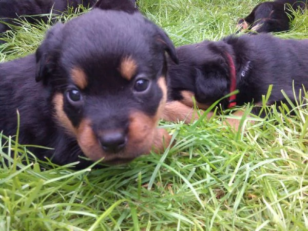 regalo cucciolo di rottweiler con un cappotto duro