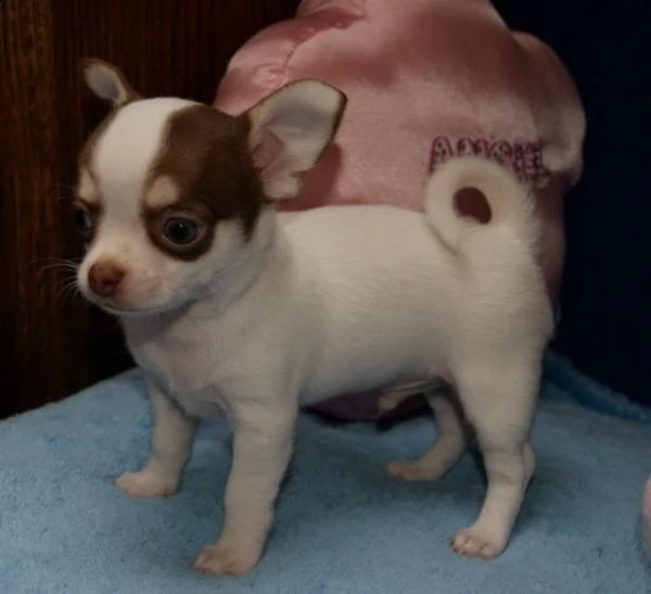  regalo chihuahua meravigliosi