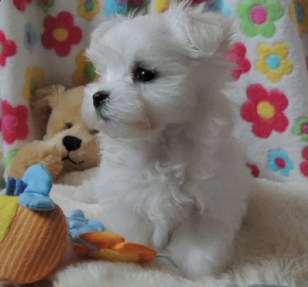 regalo adorabili cuccioli mini malteser  femminucce e maschietti