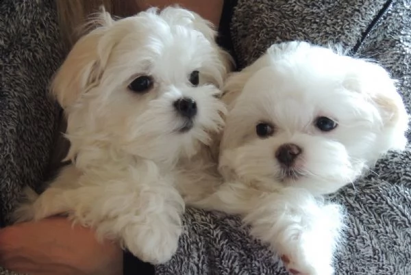  adorabili cuccioli malteser  femminucce e maschietti disponibili